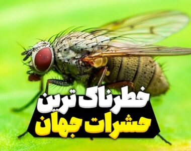 بررسی خطرناک‌ترین حشرات در جهان و اقدامات پیشگیری