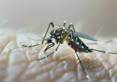 حشره کش برقی چراغ دار تیزمات